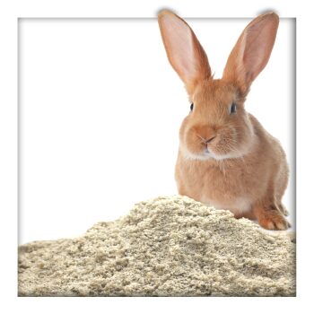 25 kg Buddelsand 0-1 mm für Kaninchen & Hasen, kantengerundet, lehmfrei, frei von Verunreinigungen & chemischen Zusätzen
